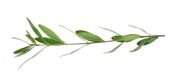 Branche d'olivier, isolée sur blanc — Photo