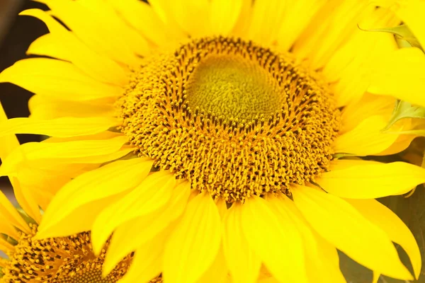 Bright yellow sunflower, closeup — Stock Photo, Image