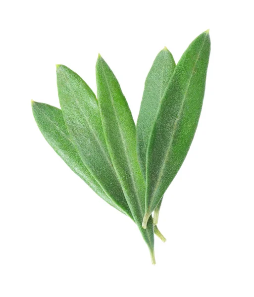 Olivenblätter, isoliert auf weiß — Stockfoto