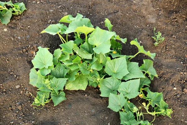 Cucumber growing in garden — Stock Photo, Image