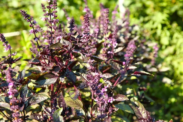 Bush van paarse basilicum in de tuin — Stockfoto