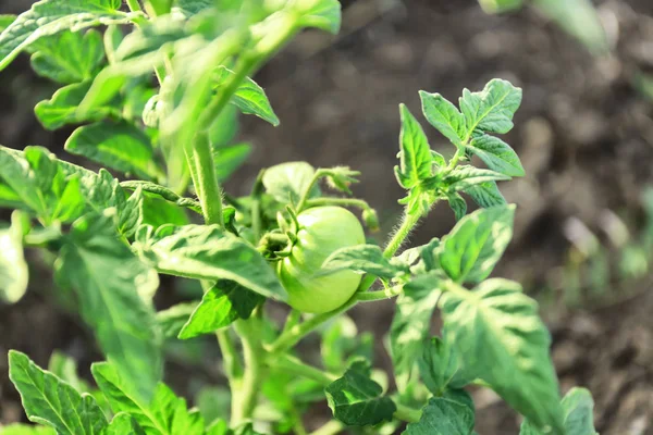 Tomaat groeiende in tuin — Stockfoto