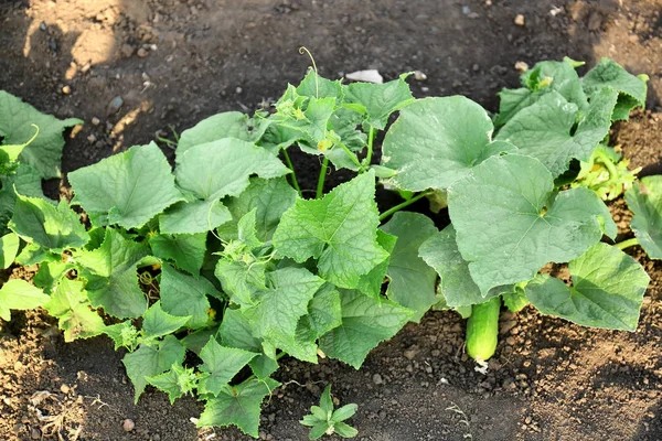 Cucumber growing in garden — Stock Photo, Image