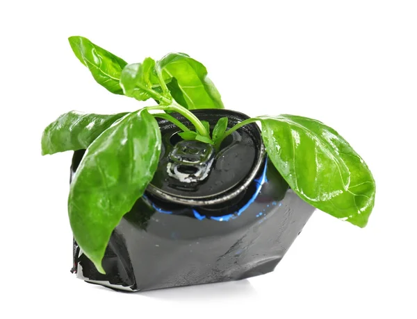 Young green basil in crushed tin can isolated on white. Recycling garbage concept — Stock Photo, Image