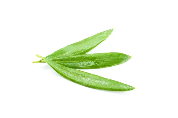 Olíva zöld, elszigetelt fehér — Stock Fotó