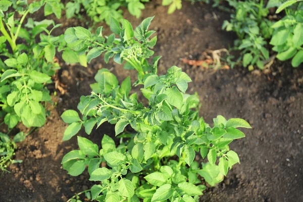 Aardappel in tuin op zonnige dag — Stockfoto