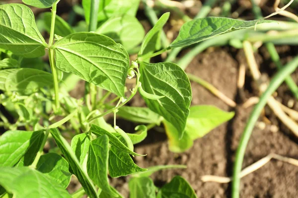 Green bean growing in garden — Stock Photo, Image