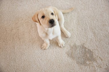 Halı üzerinde oturan şirin köpek yavrusu 