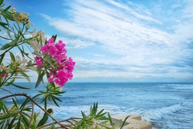 Deniz kıyısı güzel çiçekler