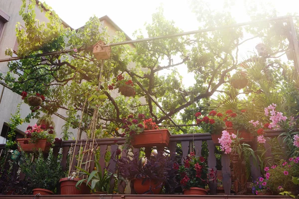 Giardino sul tetto con piante — Foto Stock