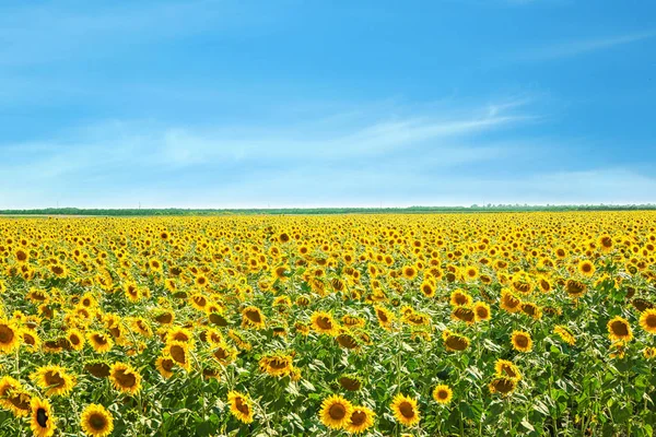 Hermoso campo de girasol — Foto de Stock