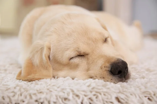 Katta uyuyan sevimli köpek yavrusu — Stok fotoğraf
