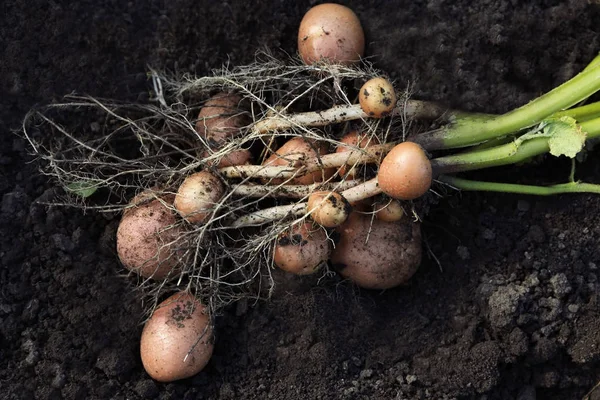 Roślin ziemniaka z bulw — Zdjęcie stockowe