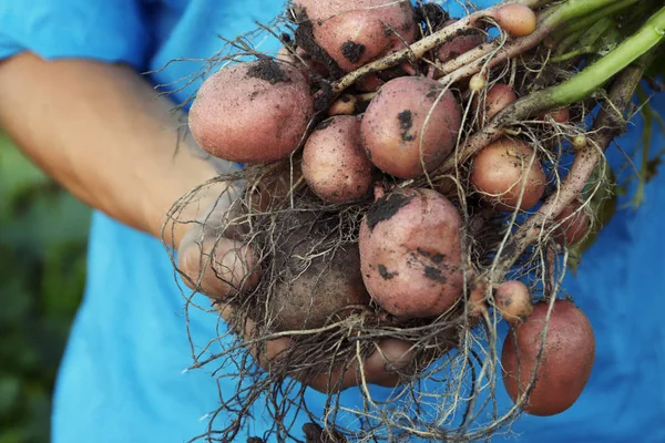 Картофельный завод с клубнями — стоковое фото
