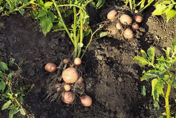 Patates yumrular ile bitki — Stok fotoğraf