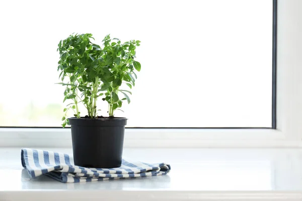 Green oregano plant in pot — Stock Photo, Image