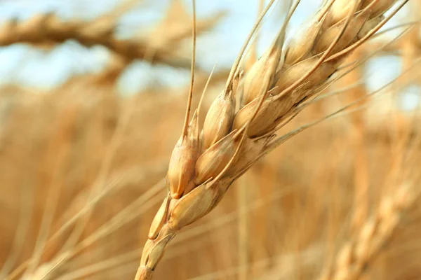 Espiga dorada de trigo — Foto de Stock