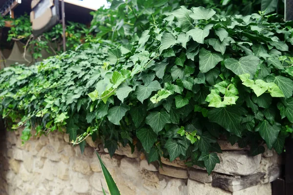 Grüne Efeu-Reben an alter Steinmauer — Stockfoto