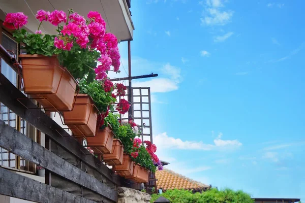 Hermosas flores en macetas en el balcón — Foto de Stock