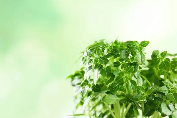 Grüne Oregano-Pflanze — Stockfoto