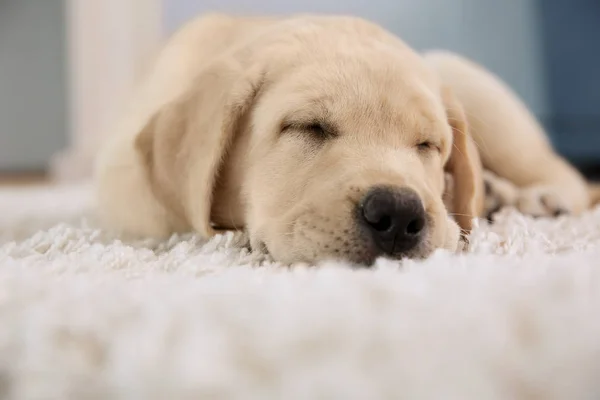 Schattige puppy slapen op de vloer — Stockfoto