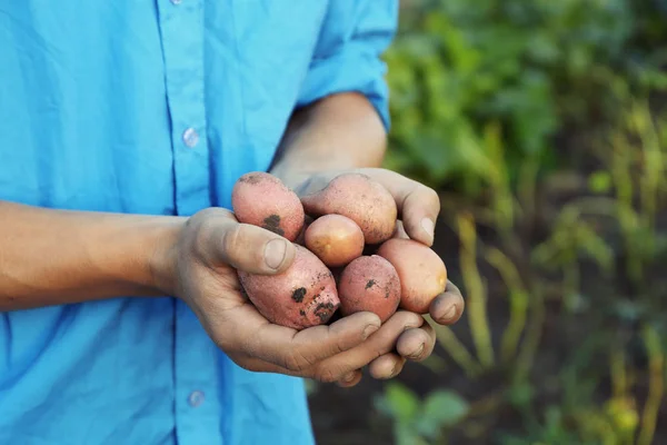 Mann hält frische Kartoffeln in der Hand — Stockfoto