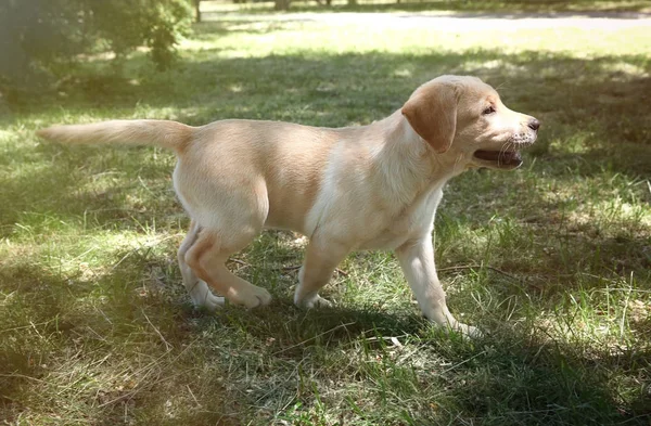 可爱的拉布拉多犬 — 图库照片