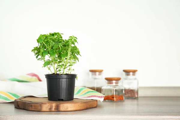 Green oregano plant in pot — Stock Photo, Image
