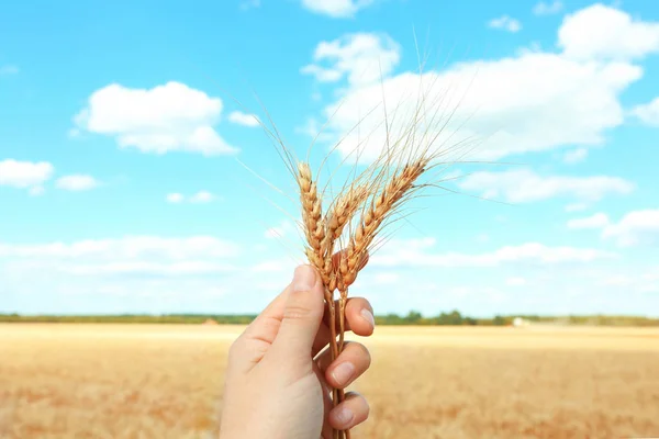 小麦の女性持株耳 — ストック写真