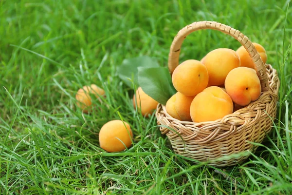 Плетеная корзина со свежими абрикосами — стоковое фото