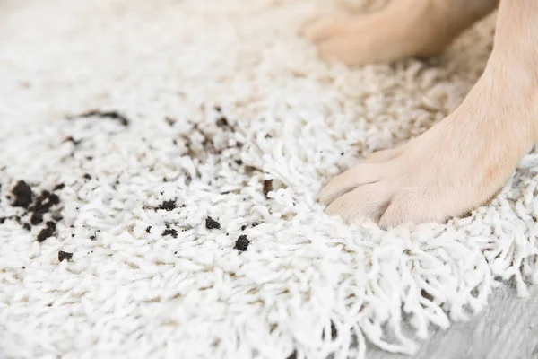 Štěně tlapky na špinavý koberec — Stock fotografie