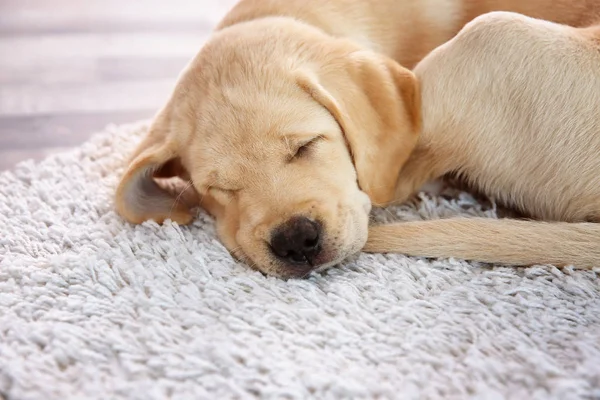 Aranyos Labrador Vizsla kölyök alszik — Stock Fotó