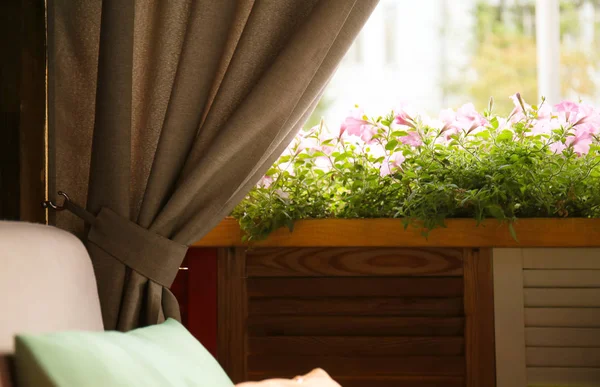 Cortina oscura y alféizar de madera con petunias florecientes — Foto de Stock