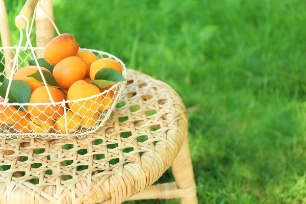 Košík s čerstvým meruňky — Stock fotografie