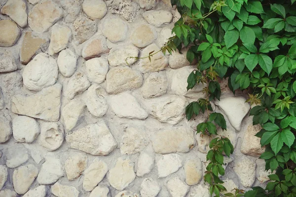 Stará kamenná zeď s hrozny — Stock fotografie