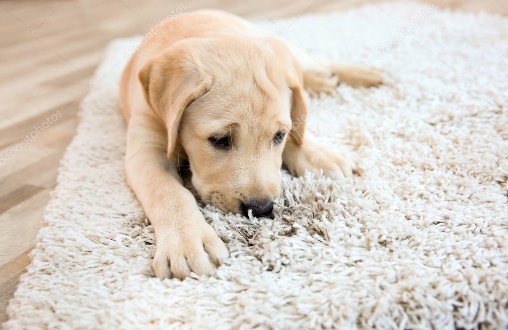 Cute puppy on dirty rug 