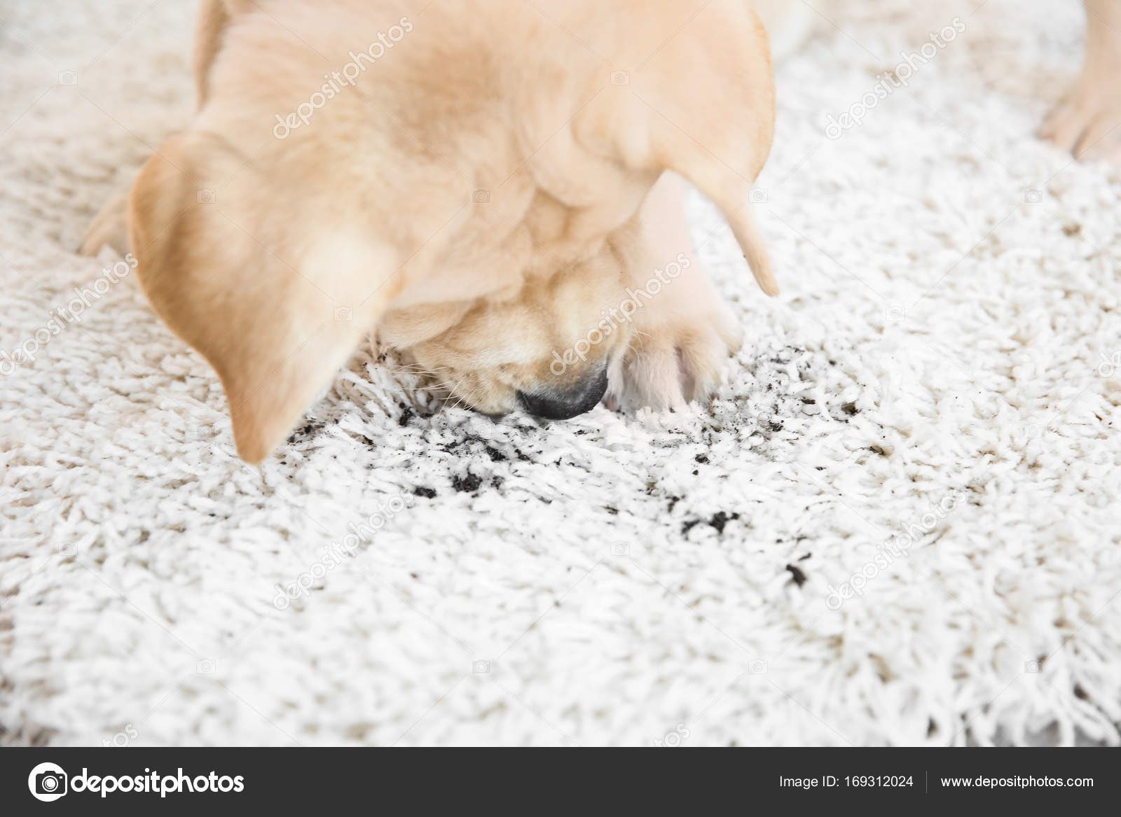 Cute puppy on dirty rug Stock Photo by ©belchonock 169312024