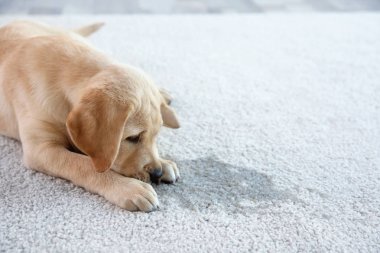 Sevimli köpek halı üzerinde yalan 