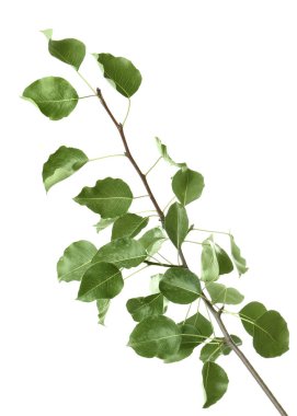 Beyaz üzerine armut ağacının dalını 