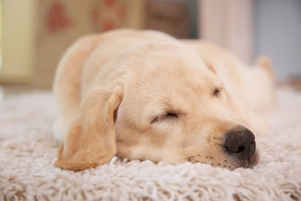 可爱的拉布拉多猎犬小狗睡觉 — 图库照片