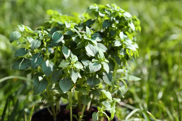 Zelená Oregano rostlin v hrnci — Stock fotografie