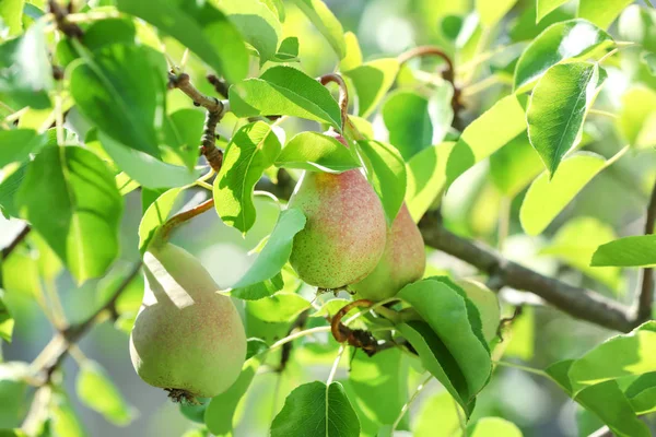 Buah pir matang di pohon — Stok Foto