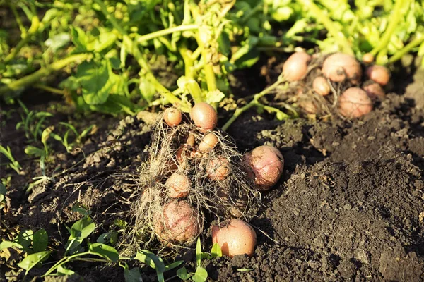 Planta de batata com tubérculos — Fotografia de Stock