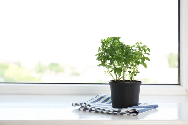 Green oregano plant in pot — Stock Photo, Image