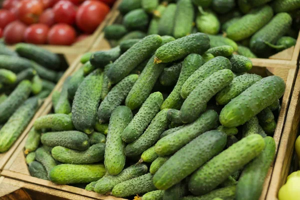 Sandık Satılık taze salatalık