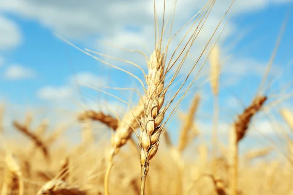Espigas doradas de trigo — Foto de Stock