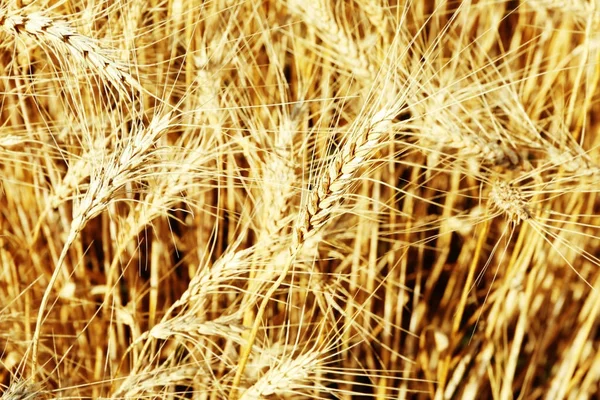 Golden ears of wheat — Stock Photo, Image