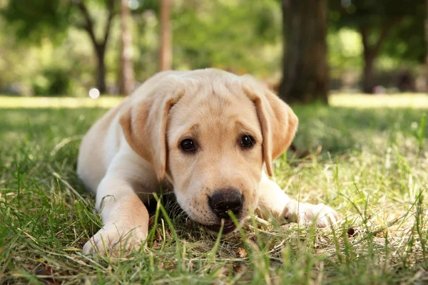 可爱的拉布拉多犬 — 图库照片