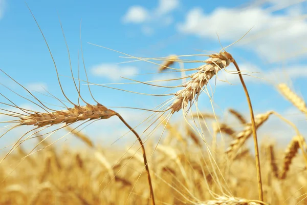 小麦の黄金の耳 — ストック写真