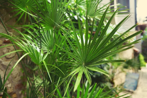 エキゾチックな植物を屋外 クローズ アップ ビュー — ストック写真